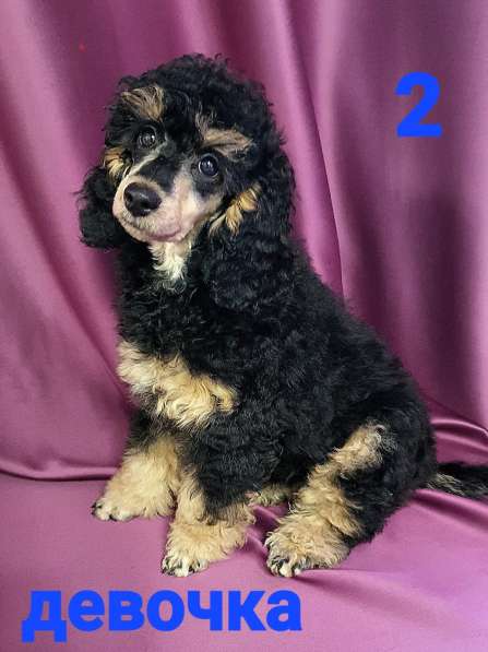 Девчата-пуделята фантом, чёрно-подпалые в Москве фото 6