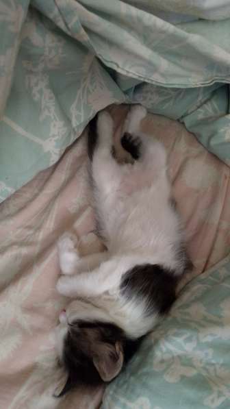 Отдам котят