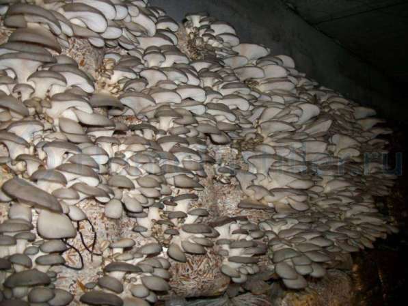 Грибные блоки вешенки в фото 3