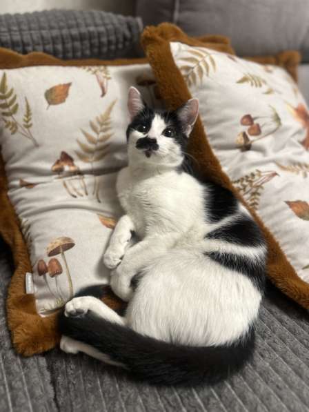 Багира в фото 10