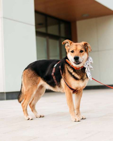 Толстушка ждёт родителей! в Москве фото 5