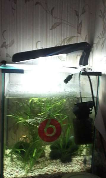 Аквариум с 6тью рыбками в Москве