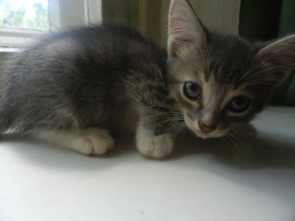 Милые пушистики в Самаре фото 12