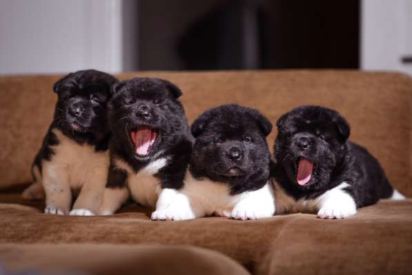 Щенки Американской акиты в фото 4