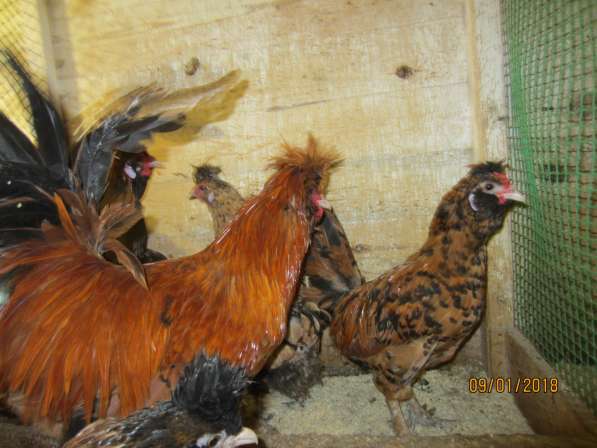 Продам цыплят в Братске фото 8