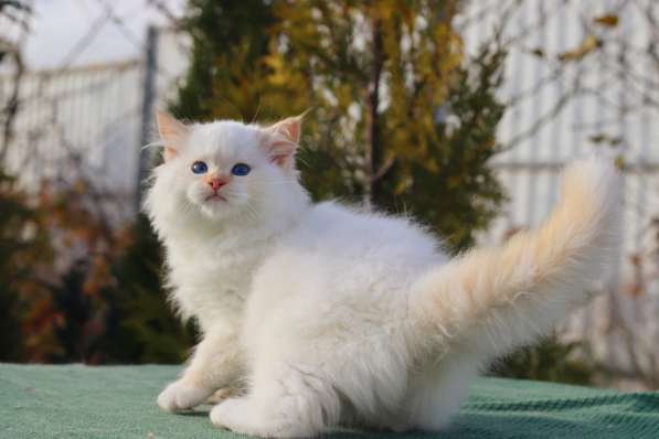 Рэгдолл котята в фото 14