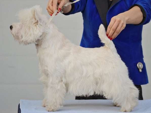 Очаровательная девочка Вест Хайленд Вайт Терьер! в Москве фото 3