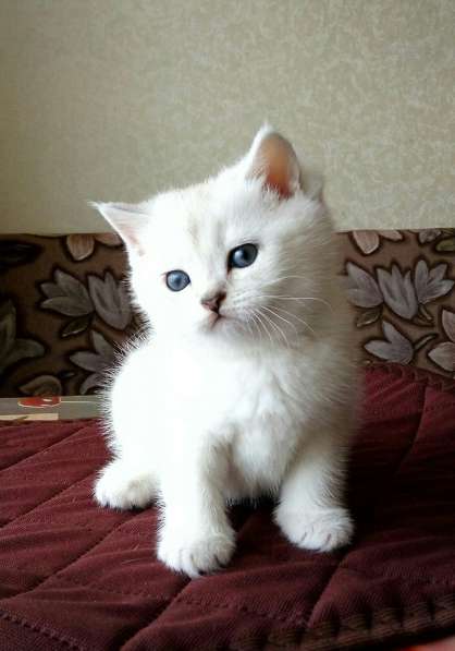 Британские кошечки в Санкт-Петербурге фото 11