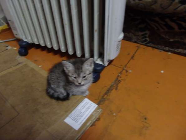 Отдам котят в Красноярске фото 6