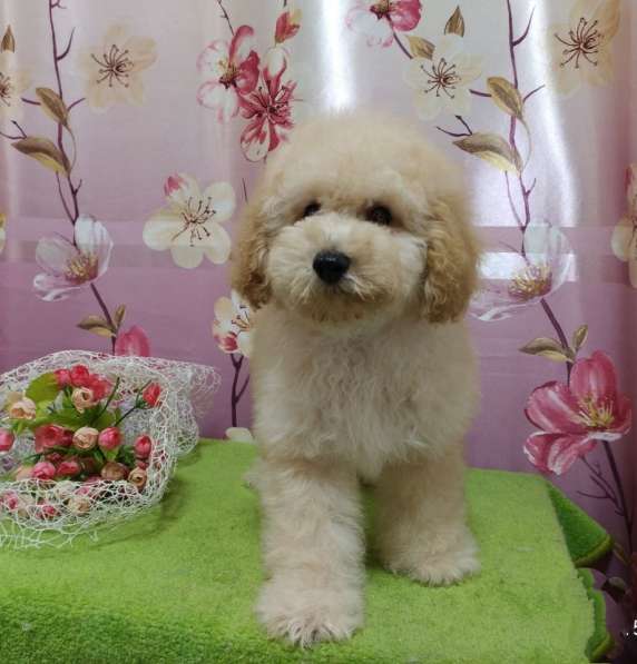 Poodle. Apricot boy в 