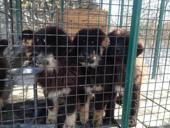 Продаю щенков Тибетского мастифа в Воронеже фото 14