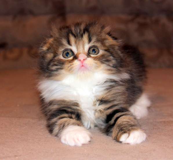 Шотландский вислоухий котёнок Нектар) в Екатеринбурге фото 15