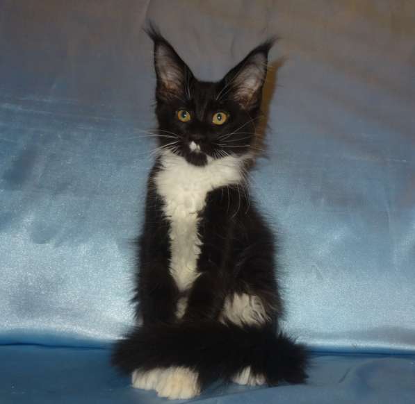 Лексус котик мейн кун в Москве фото 12