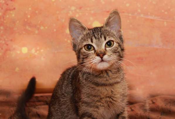 Котята в добрые руки в Москве фото 20