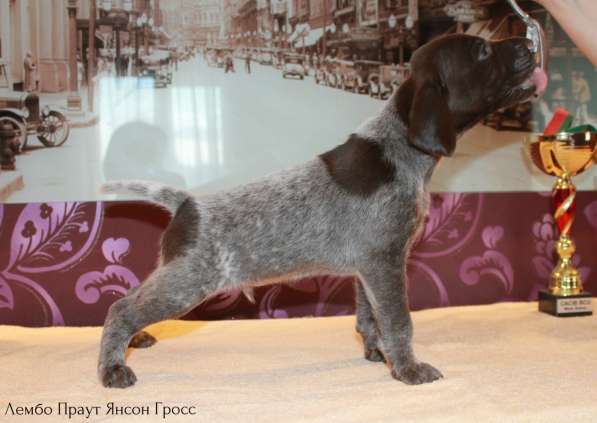 Щенки курцхаара в Санкт-Петербурге фото 20