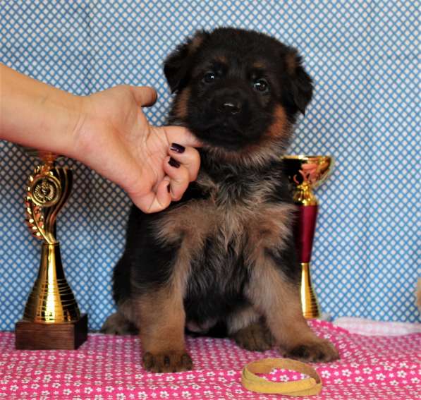 Щенки овчарки Питомник в фото 39