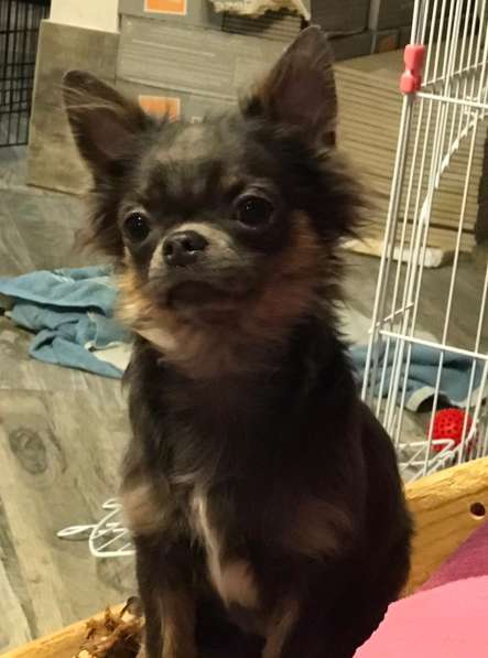 Чихуахуа в продаже, пишите на Whatsapp в Казани фото 3