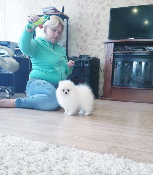 Pomeranian