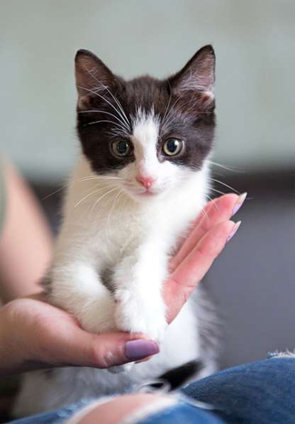 Крошки-котята от домашней кошки в добрые руки
