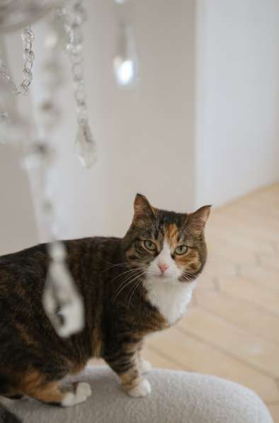 Кошка Глэйс ищет дом в Екатеринбурге фото 4