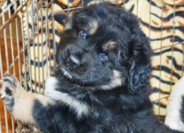 Тибетский мастиф - лучший страж на территории в Москве фото 52