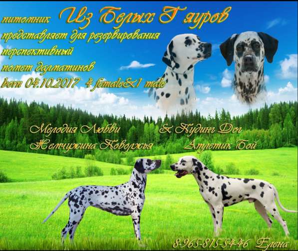 Щенки Далматина в Санкт-Петербурге фото 3