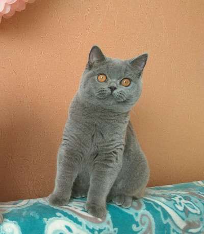 Голубые британские котята