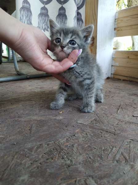 Отдам в добрые любящие руки котят в Москве фото 4