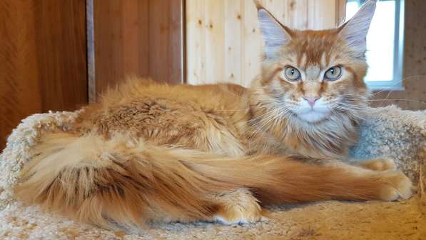 Красная кошечка мейн-кун