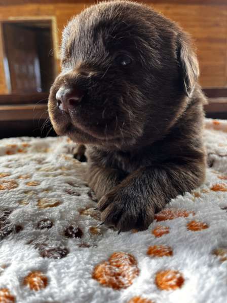 Продаётся щенок лабрадора в Домодедове фото 7