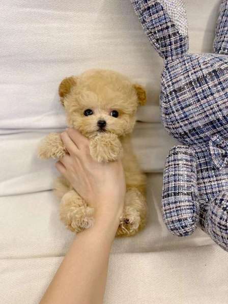 Teacup Teddy poodle в Москве фото 3