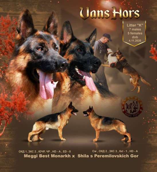 Щенки немецкой овчарки, девочки в Нижнем Новгороде