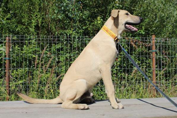 Пес-красавчик изабеллового окраса в Санкт-Петербурге фото 13