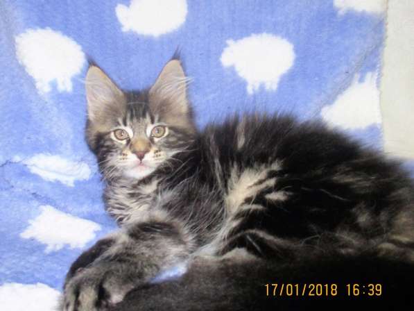 Красотка кремового солидного окраса из питомника Arktur в Тюмени фото 42