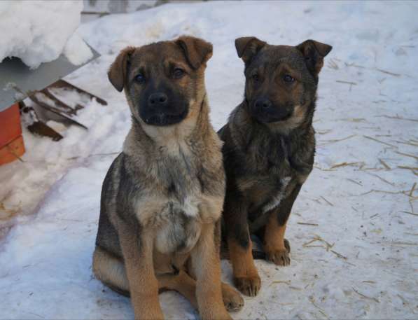 Дана, 1 год, ищет дом! в Раменское фото 17