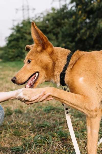 Самый позитивный пес на свете ищет дом в Москве фото 5