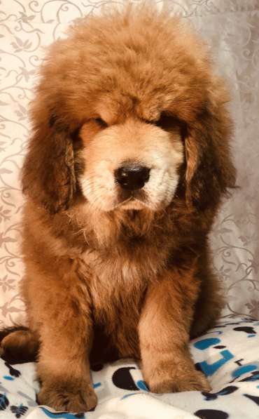 Тибетский мастиф щенки в Твери фото 10