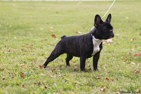 Французский бульдог подрощенная девочка в Москве фото 9