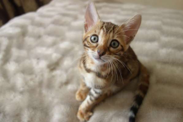 Бенгальские котята в фото 11