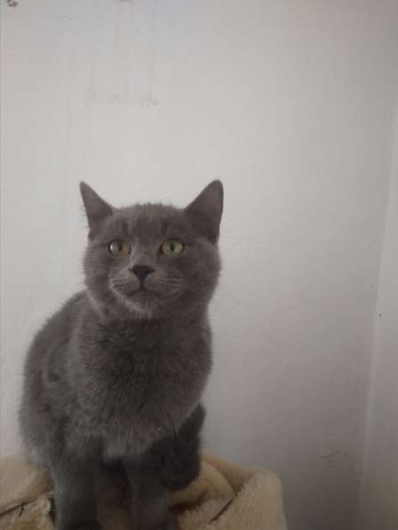 Красивые кошки в Бахчисарае фото 13