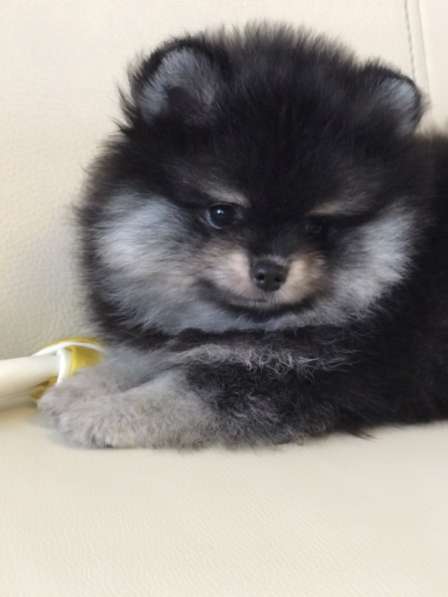 Pomeranian spitz. Black tan girl в фото 4