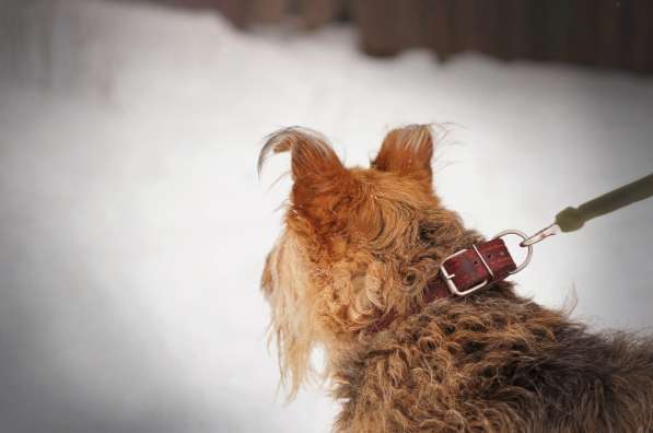 Мухтар ищет семью в Москве фото 25