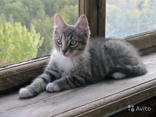 Полосатенькое чудо Пушок, милый домашний котенок в Москве фото 6