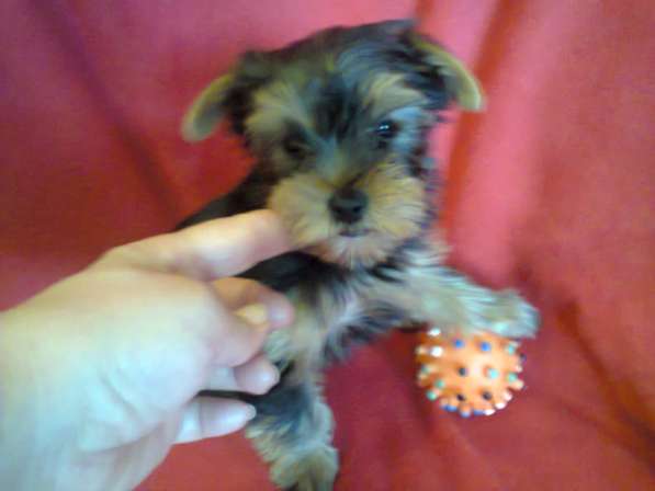 Щенки йоркширского терьера в Москве фото 5