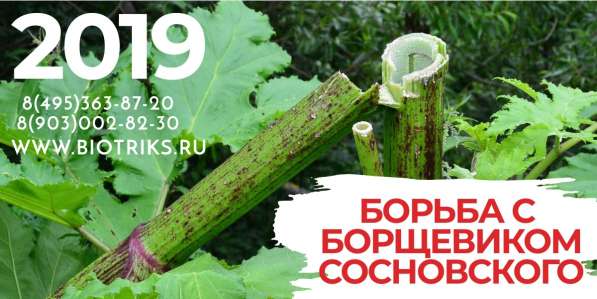 Борьба с Борщевиком Сосновского в Заокском в Ефремове