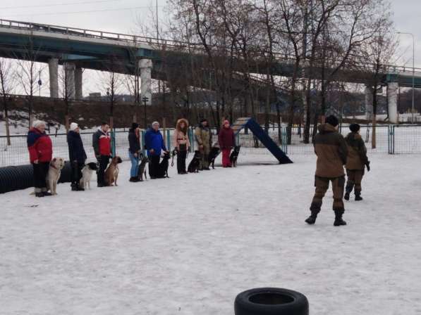 Дрессировка собак на площадке в Москве фото 10
