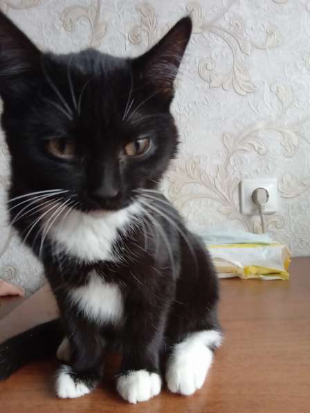 Котята черные 6 месяцев в Челябинске фото 4