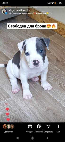 Крутые щенки амстаффа от чемпиона