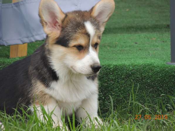 Вельш корги пемброк щенков продаю в Москве фото 11