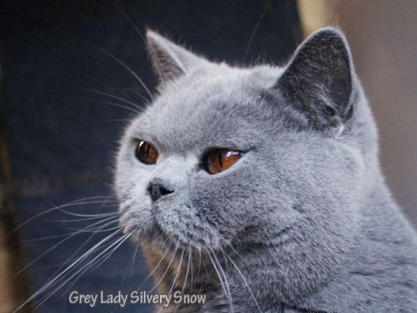 Взрослая британская кошка в добрые руки в Москве фото 3